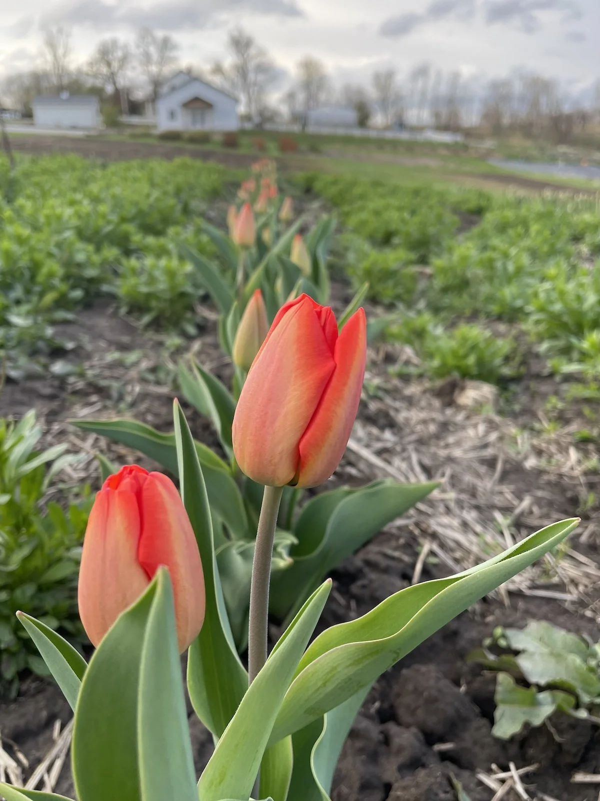 Iowa Flower Farm & Lavender Farm | PepperHarrow Farm